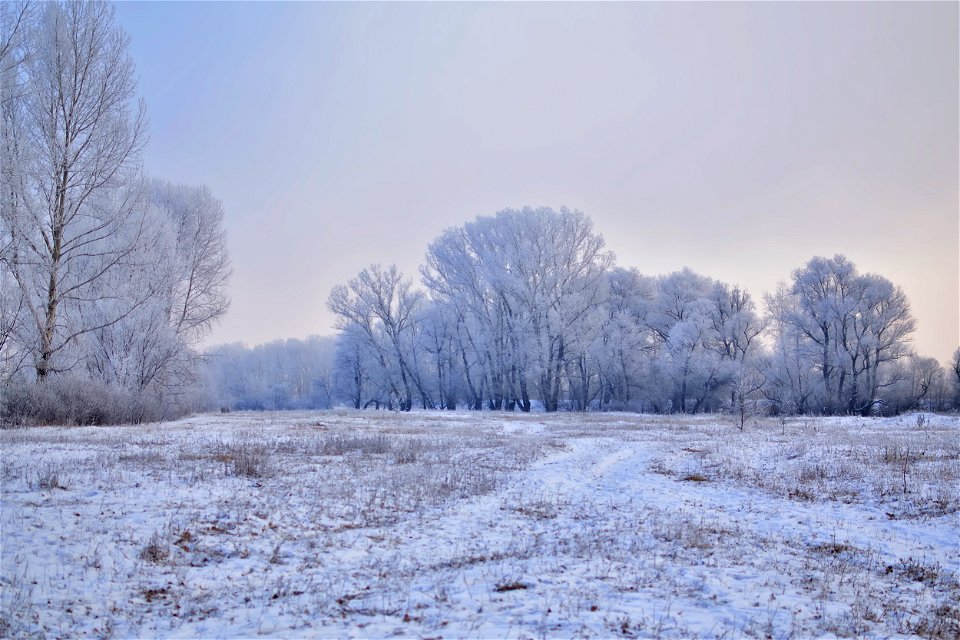 foggy frosty morning on the river bank photo