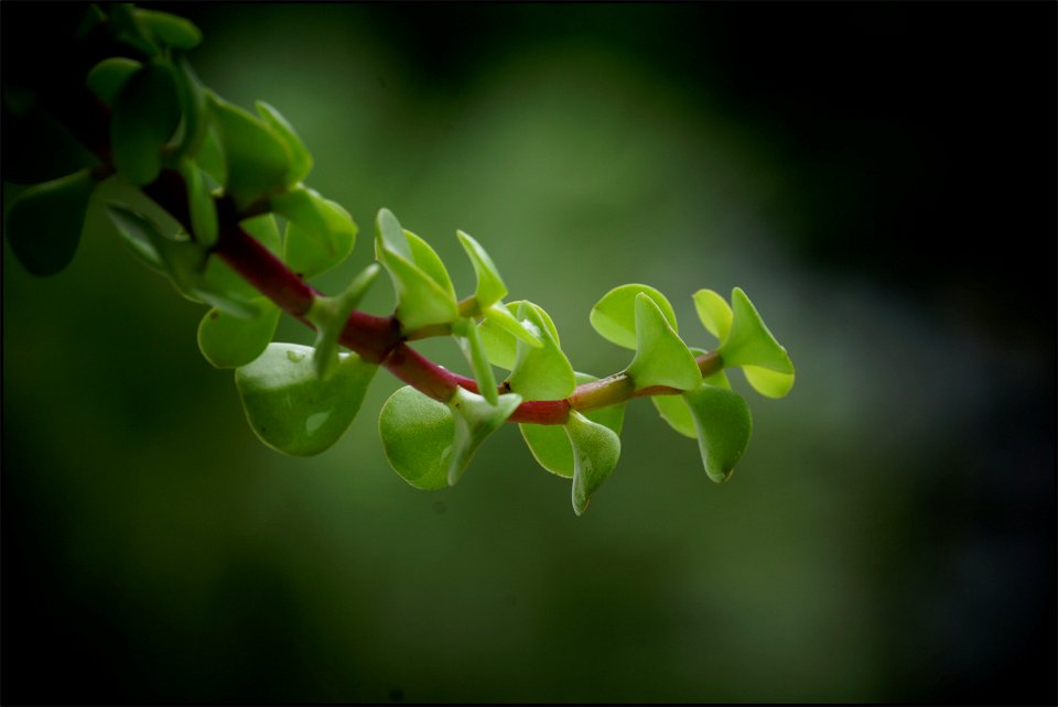 Leaves