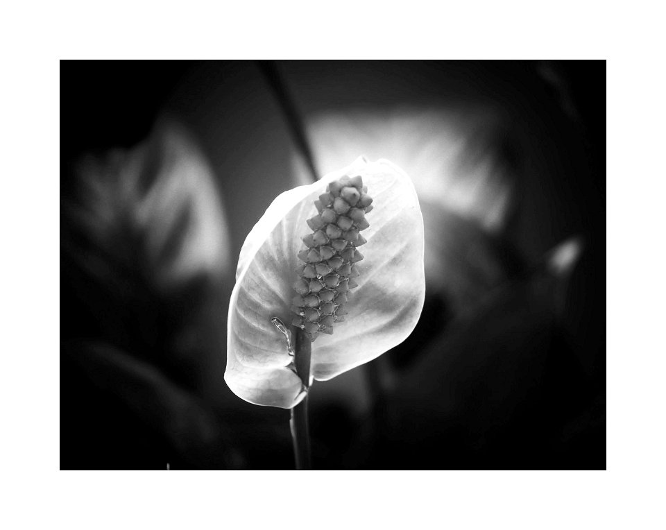 One petal flower
