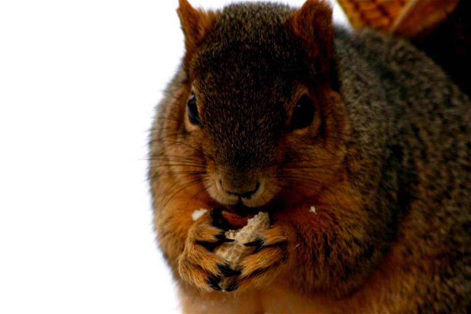 Squirrel