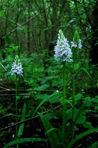 Common Spotted Orchid photo