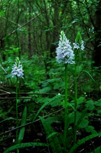 Common Spotted Orchid