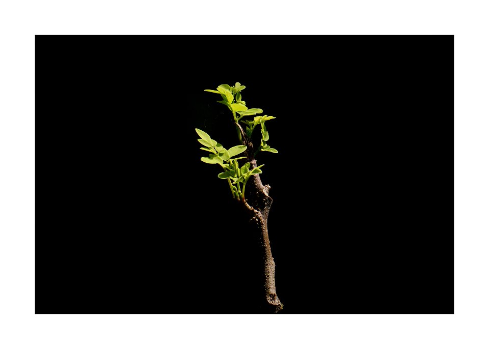 New leaves