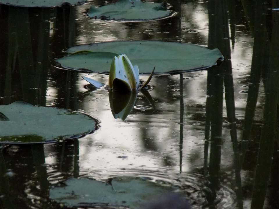 Hryshko National Botanical Garden