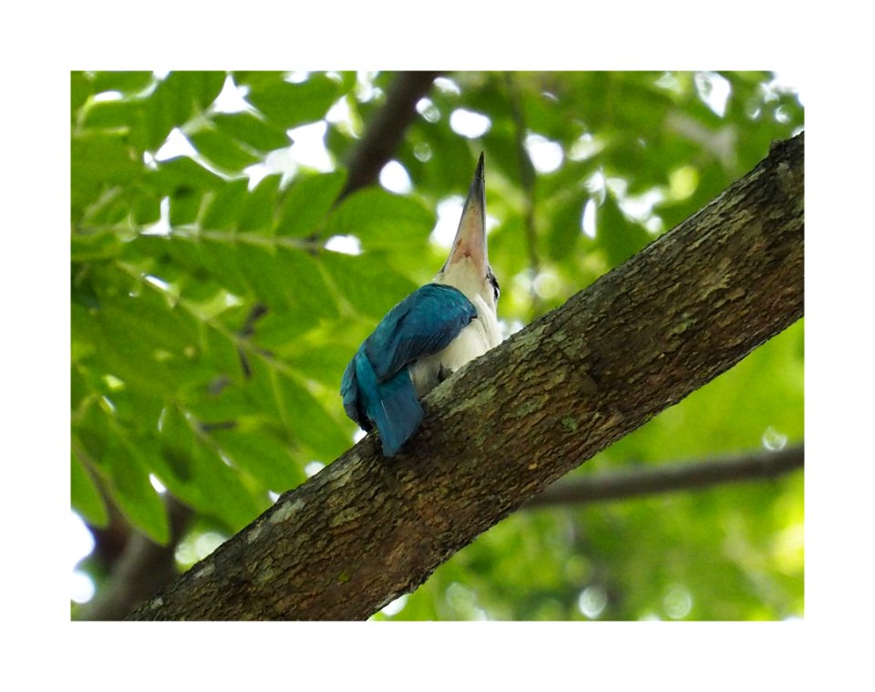 The sharp beak