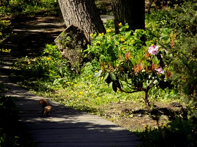 Hryshko National Botanical Garden