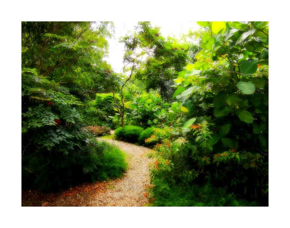A walk in the garden