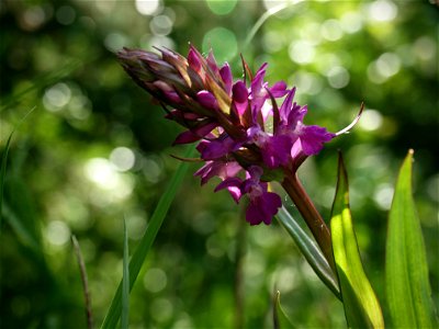 Southern Marsh Orchid photo