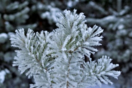 winter pine forest photo