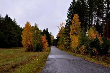 autumn forest after rain