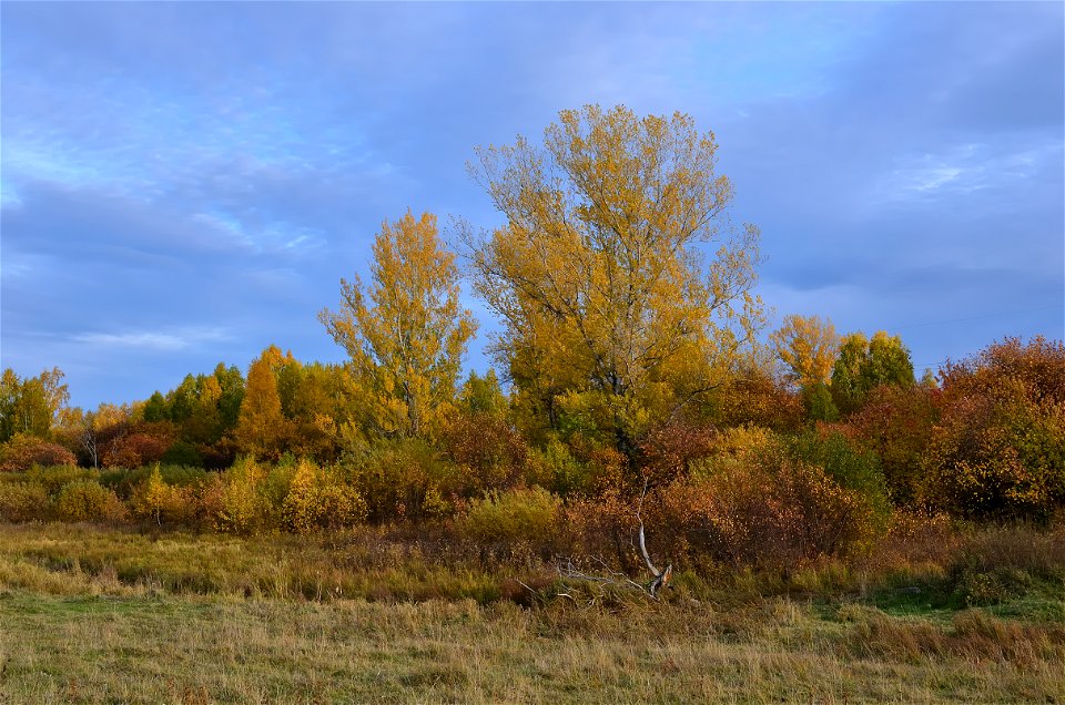 autumn forest by the river photo