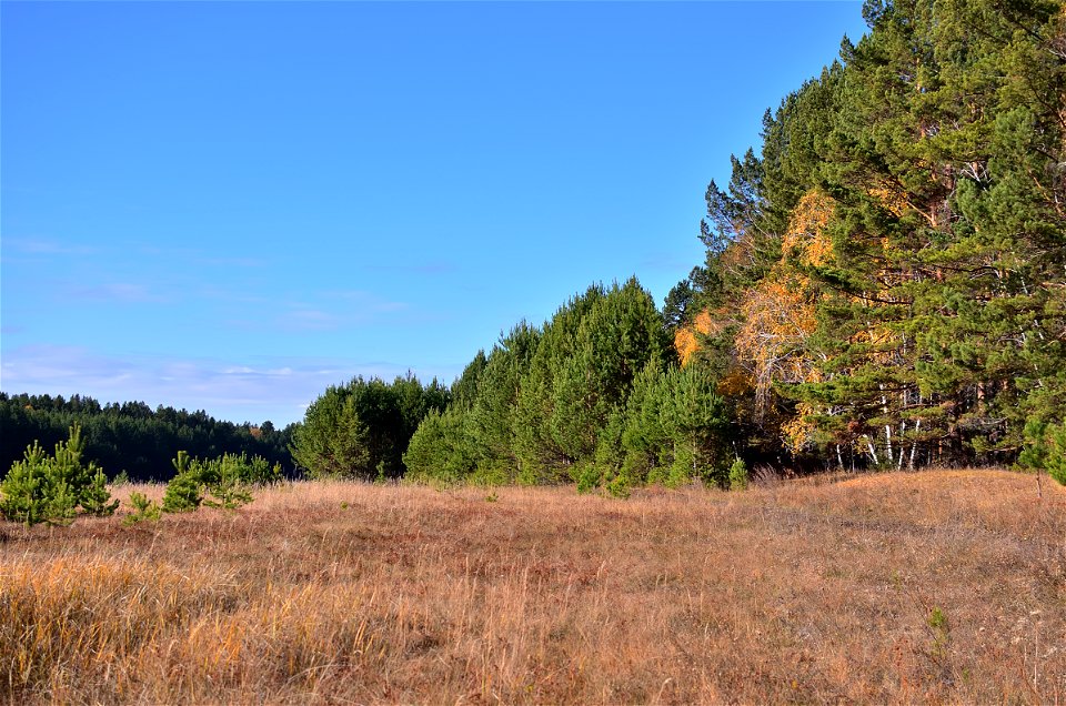 autumn pine forest photo