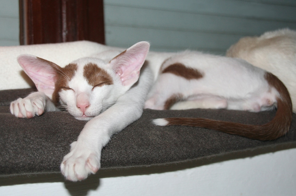 Rest kitten oriental shorthair