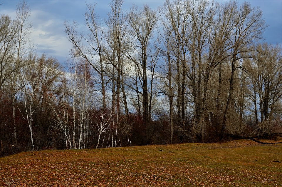 late autumn on the Yenisei photo