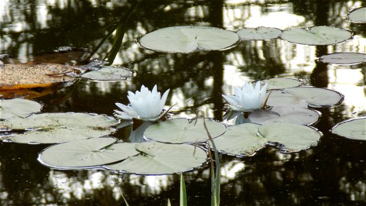 Hryshko National Botanical Garden