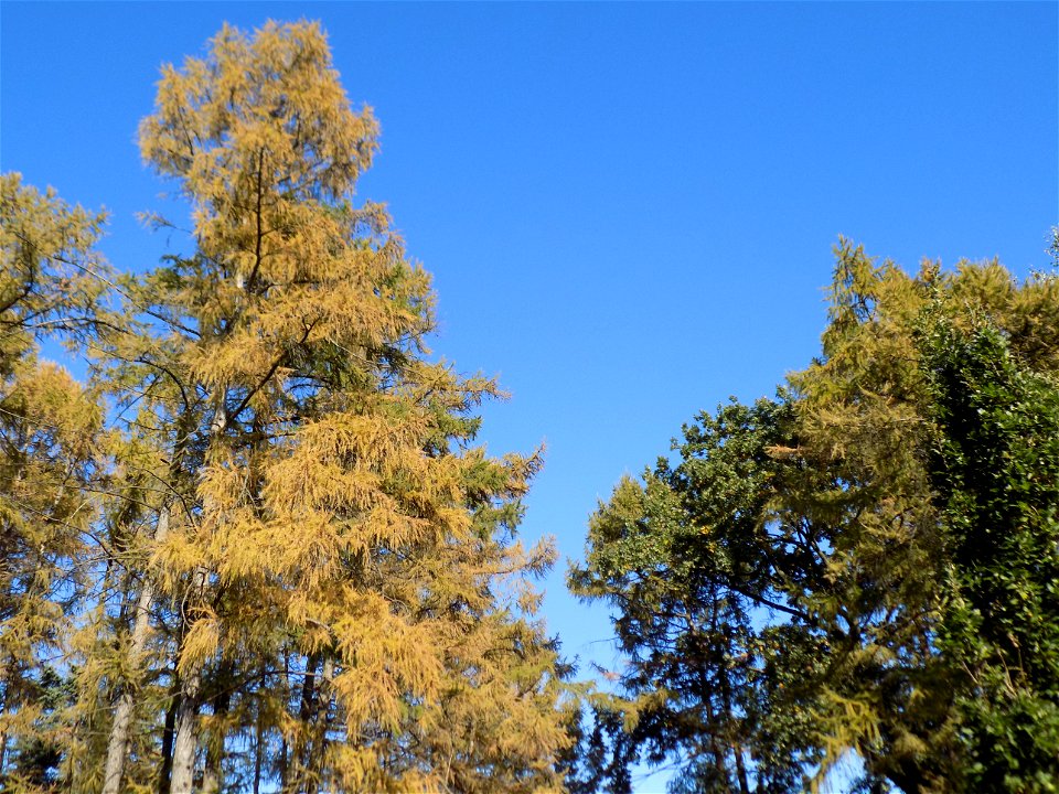 Hryshko National Botanical Garden