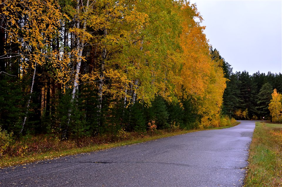 autumn forest after rain