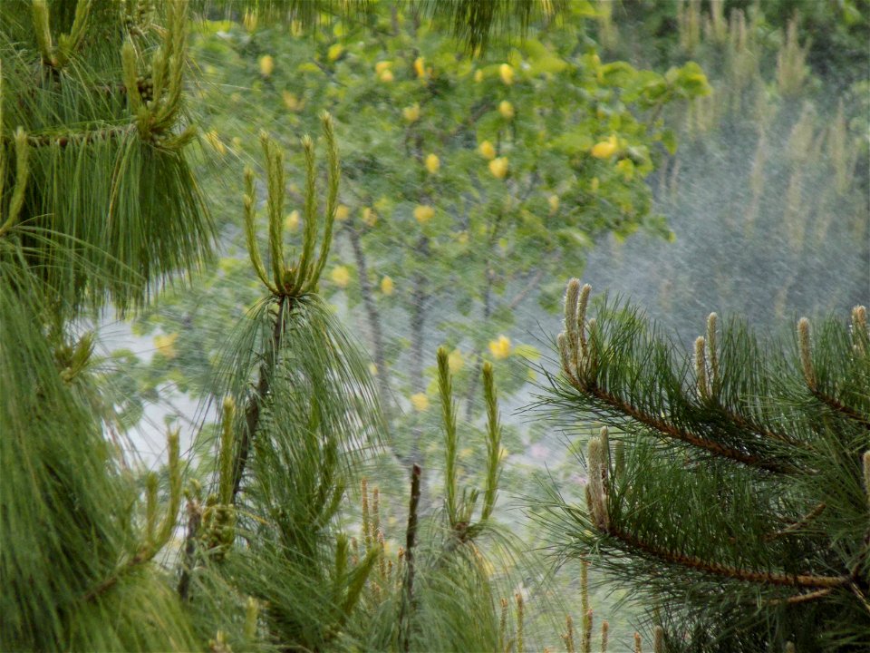 Hryshko National Botanical Garden