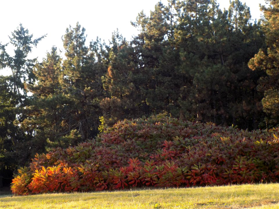 Hryshko National Botanical Garden