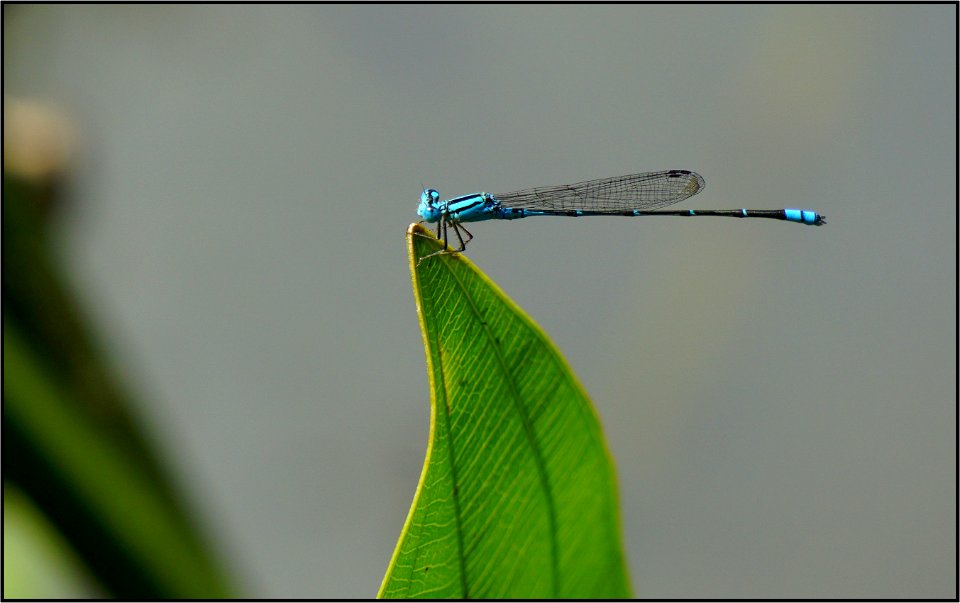 Damselfly photo