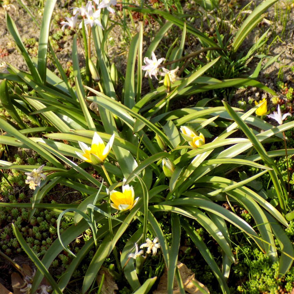 Hryshko National Botanical Garden