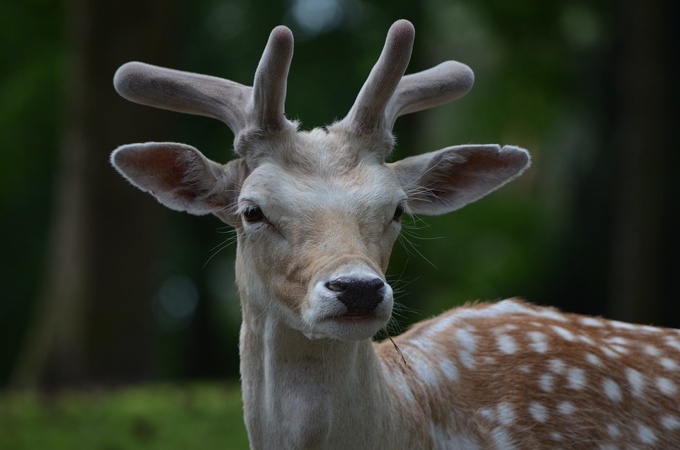 Fallow deer roe deer Free photos