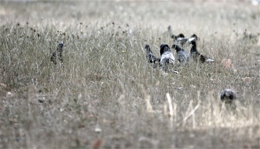 Pigeons on the grass