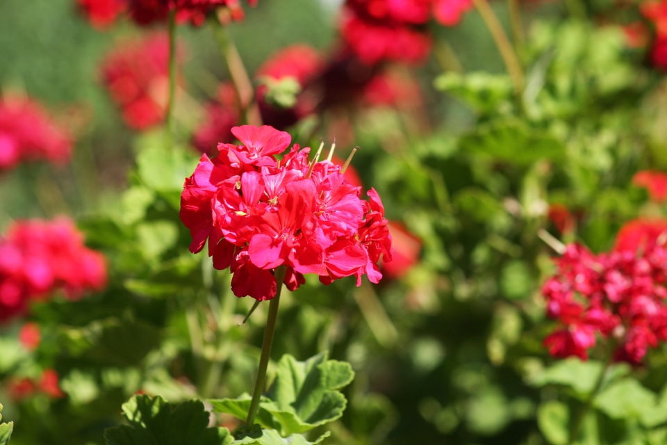 eautiful poppies bloom amidst poppy fields