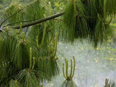 Hryshko National Botanical Garden