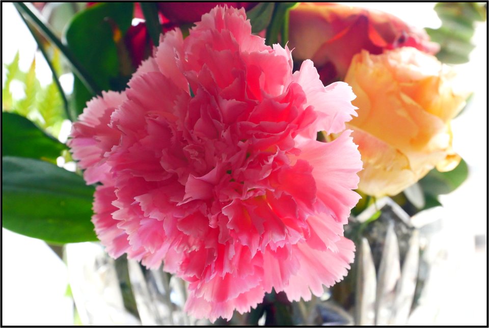 Peony photo