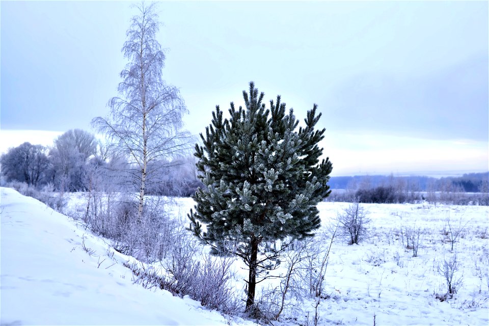 frosty morning on the river bank photo