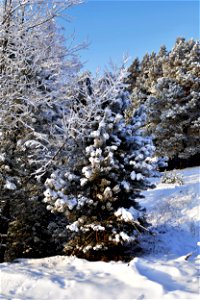 the pine forest was covered with fluffy snow photo
