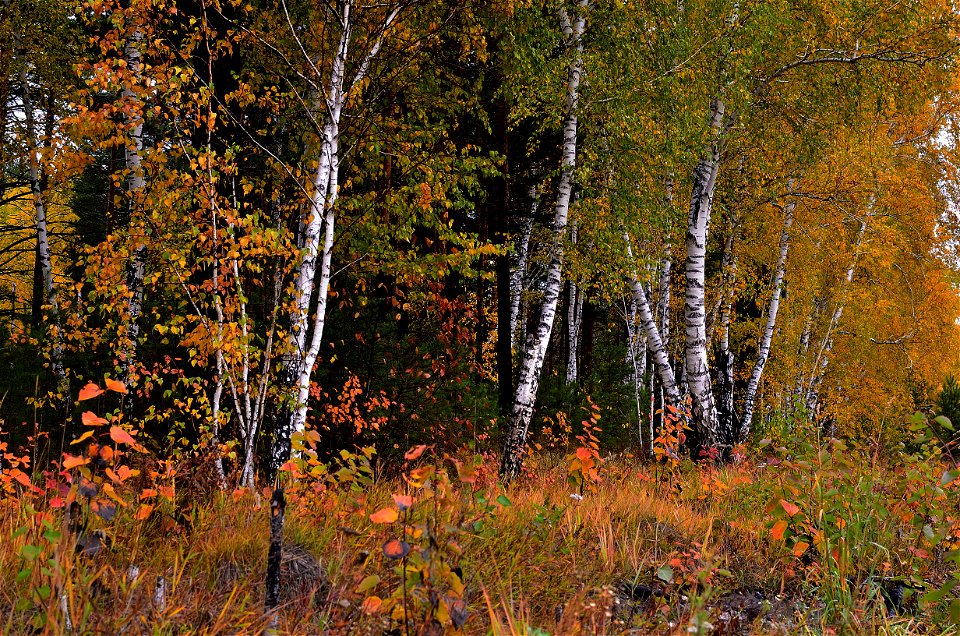 autumn forest after rain photo