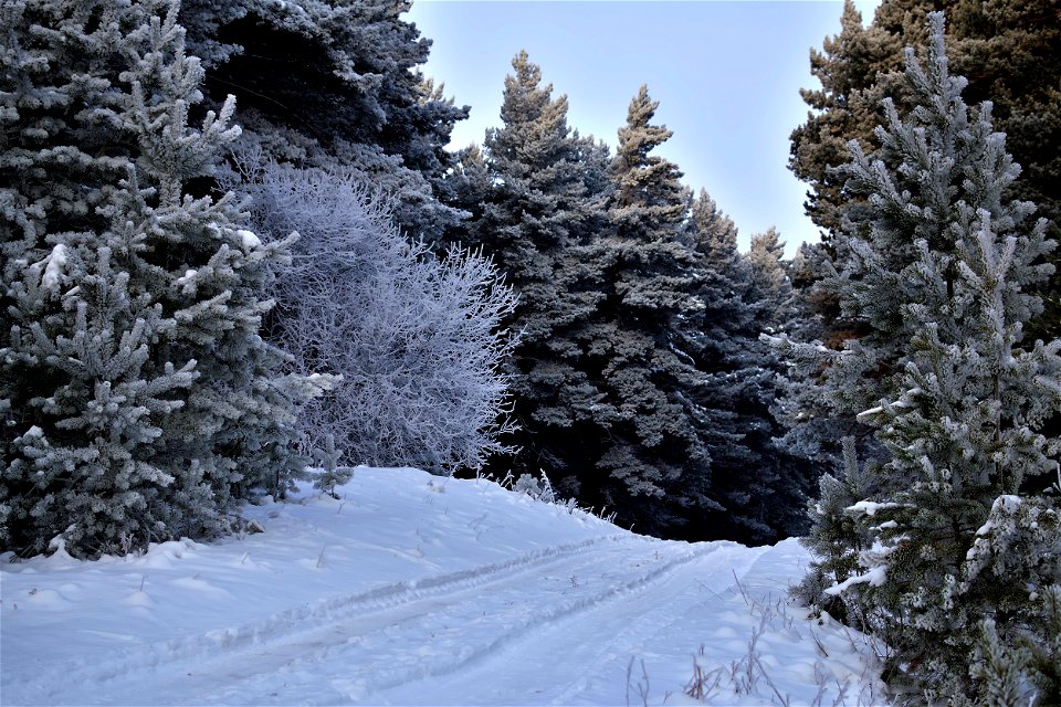 winter pine forest