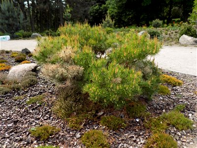 Hryshko National Botanical Garden