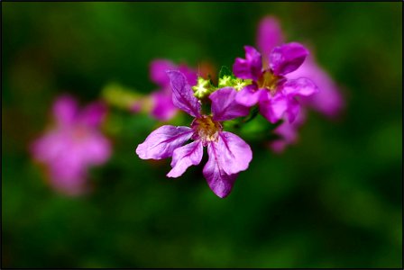 Purple small flowers photo