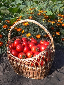 Garden vegetable garden elitexpo
