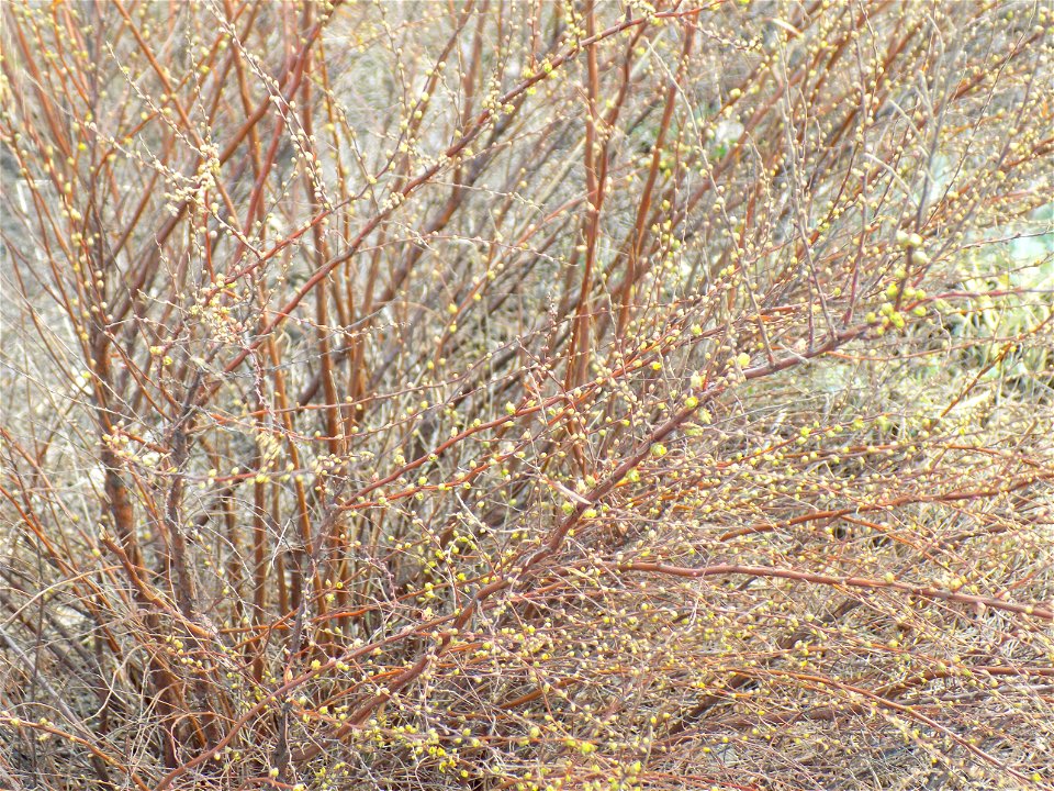 Hryshko National Botanical Garden