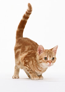 Cat isolate on white Background