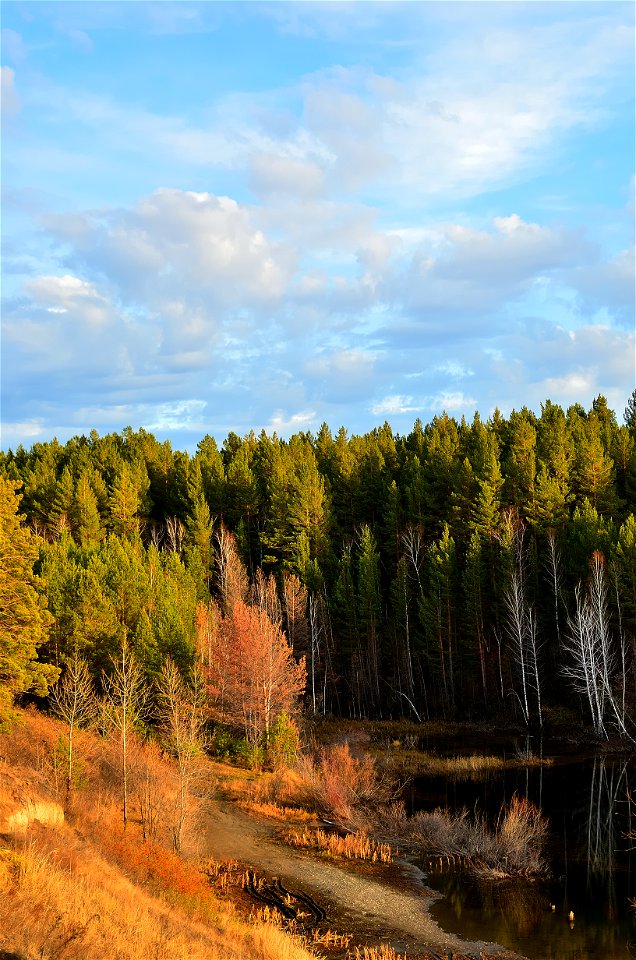 autumn forest