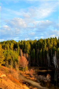 autumn forest photo