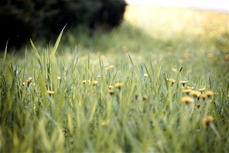 Dandelion & Grass photo