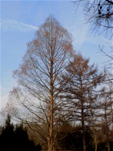Hryshko National Botanical Garden