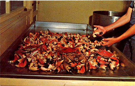Ernest Hamilton  Stone Crabs, Chokoloskee Island, Florida