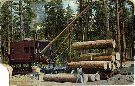 Oregon Timber photo