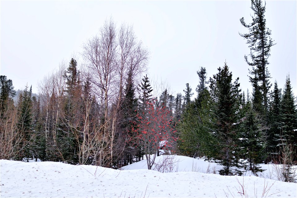 winter road through the Sayans photo