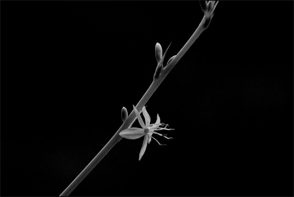 Spider plant flower