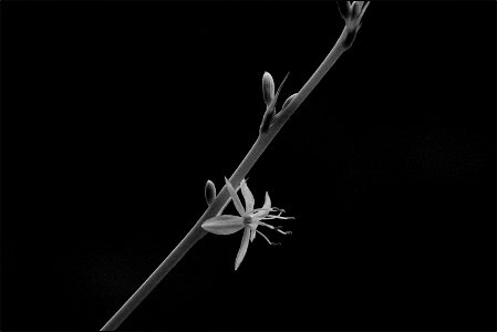 Spider plant flower