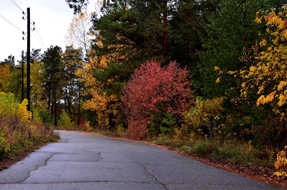 autumn forest after rain photo