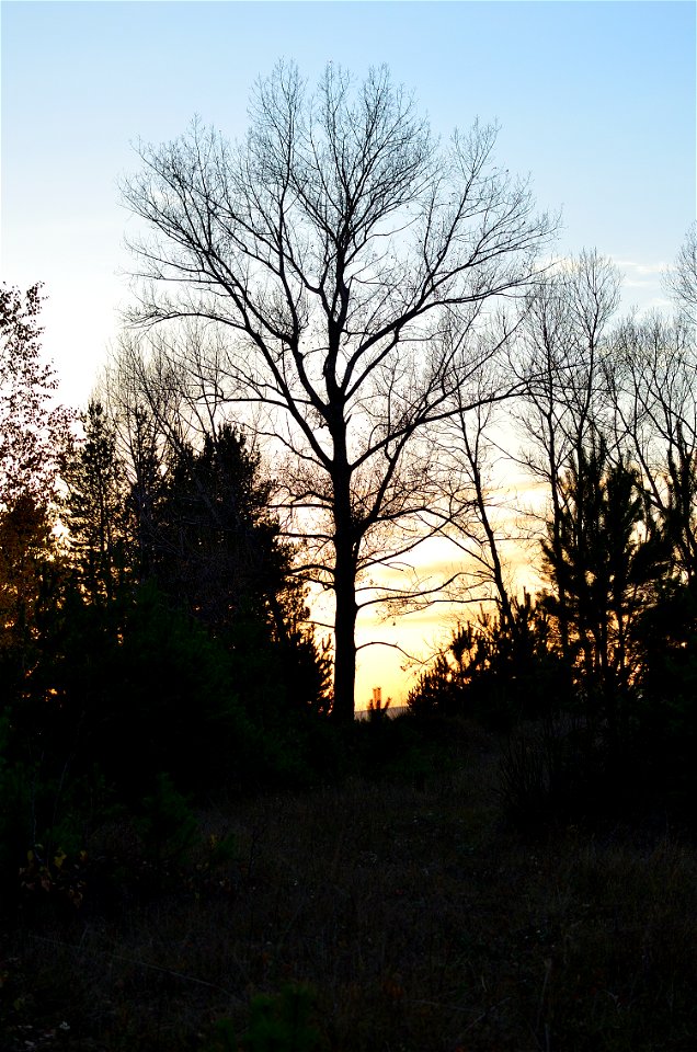 autumn forest at sunset